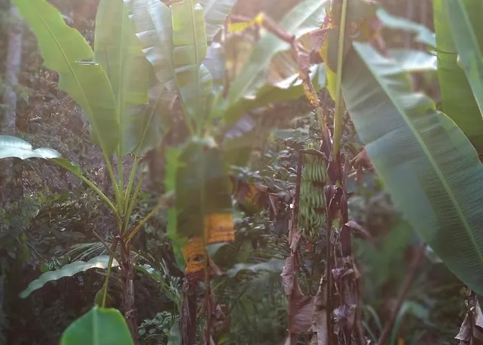 カントリーハウス Jungle Joglo Tampaksiring