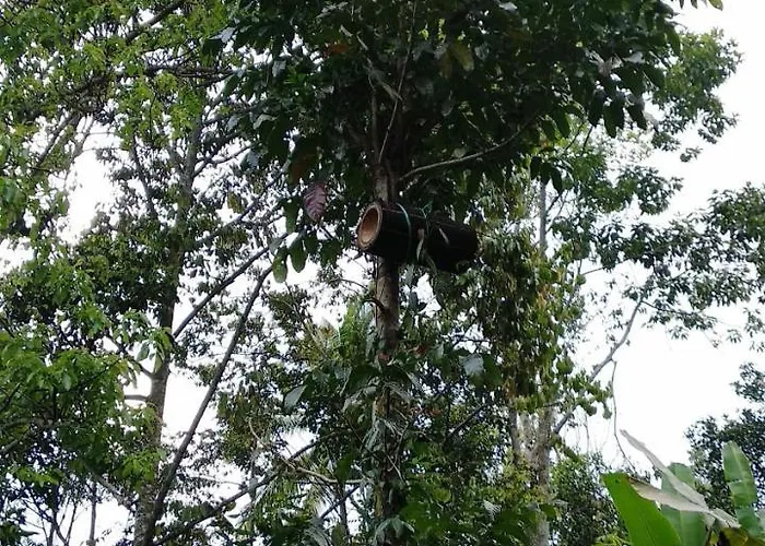 Jungle Joglo *