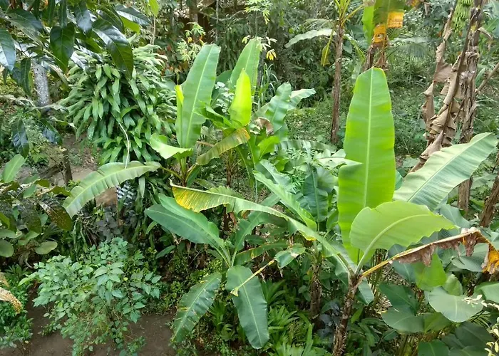 Jungle Joglo Tampaksiring