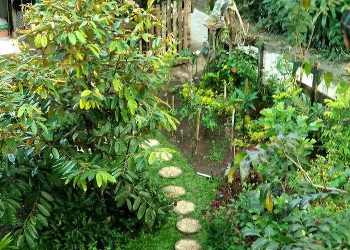 Jungle Joglo
